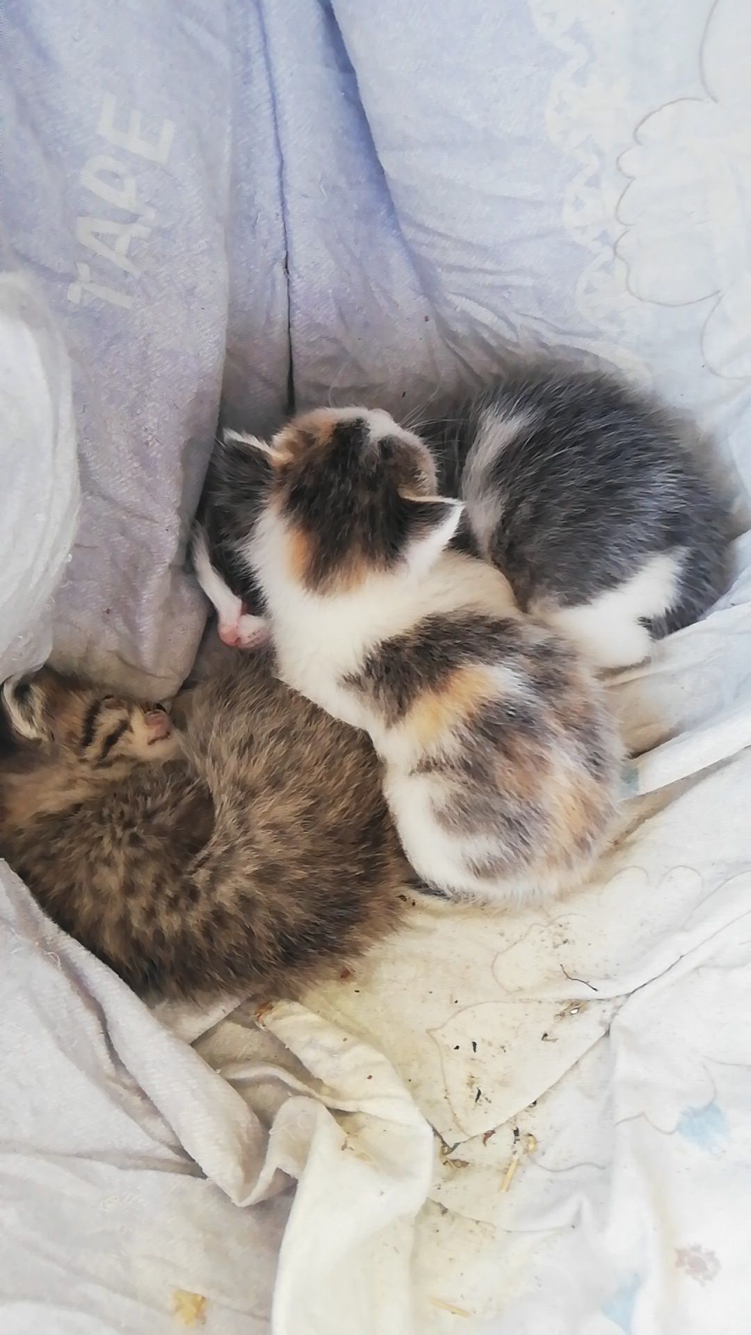 Отдам в добрые руки котят 2 мес.