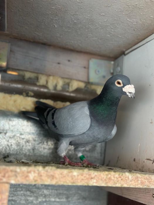 Porumbei voiajori matca si tineret