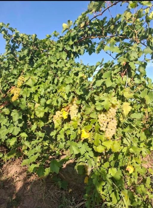 Vand struguri de vin