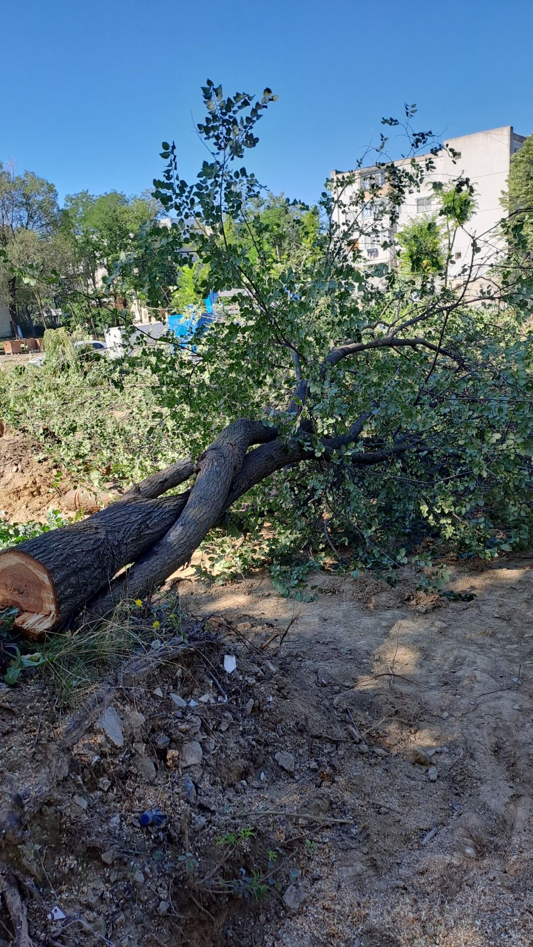 Tăiere Copaci Periculoși Ieftin.