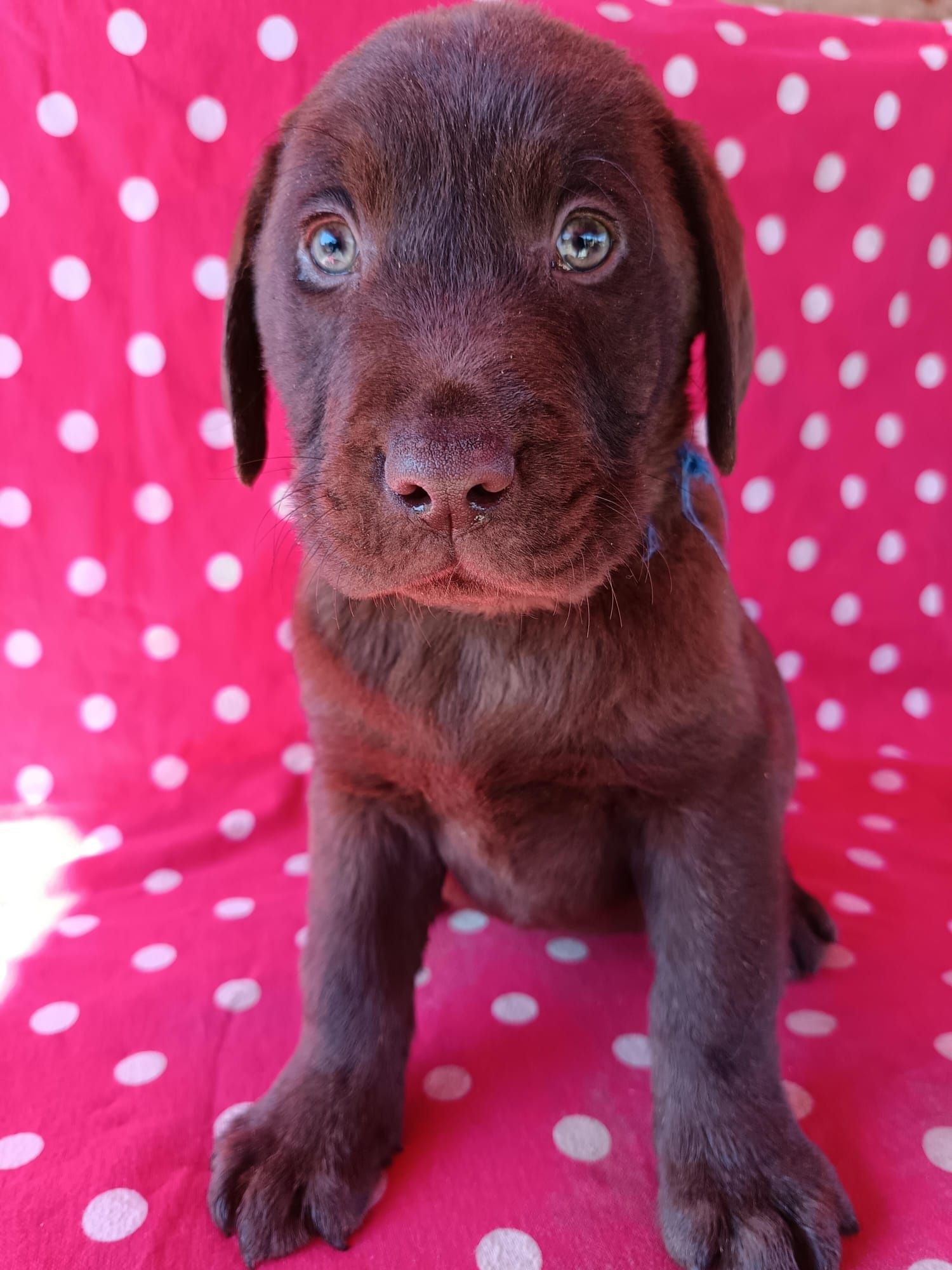 Labrador maro Pedigree