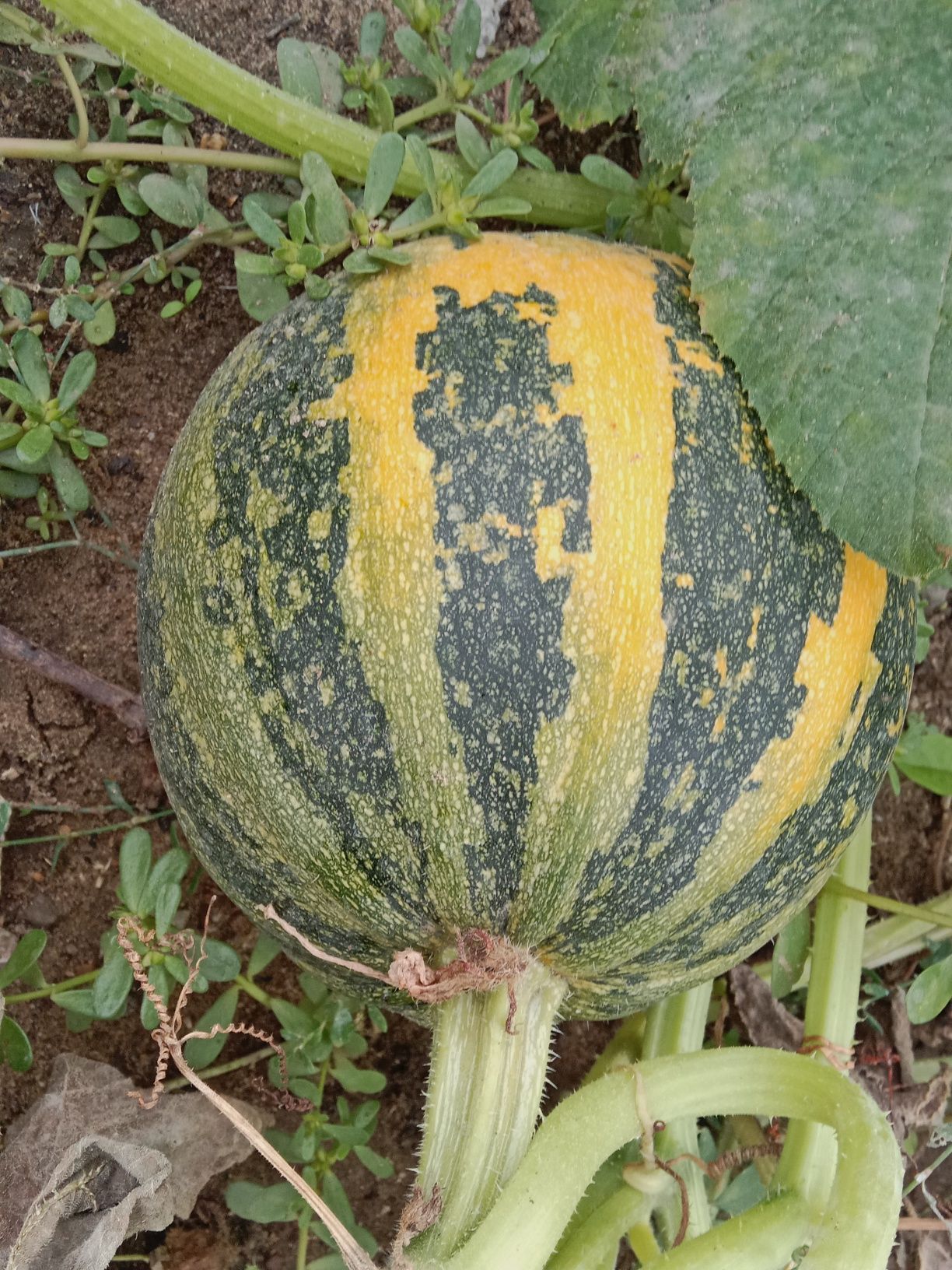 Продам домашную тыкву
