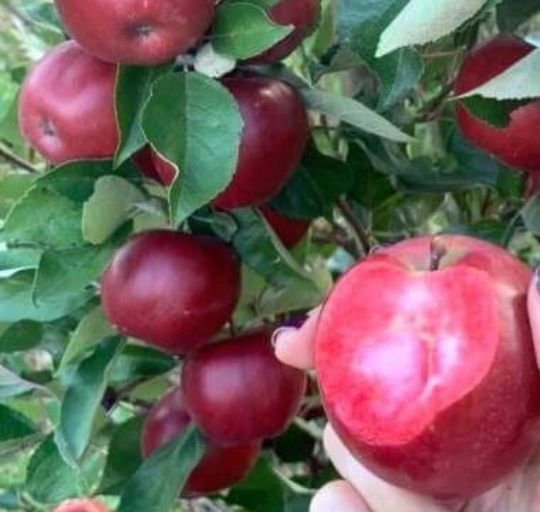 Măr (Soiul Red Love )