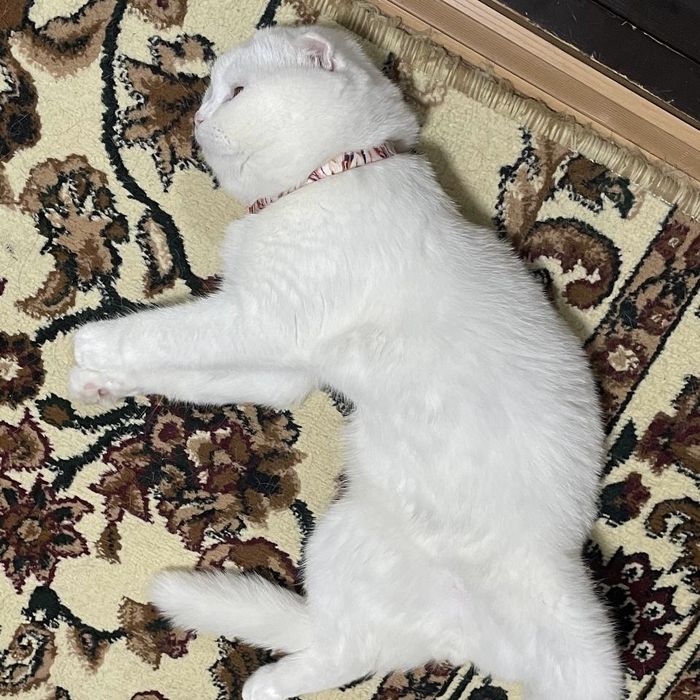Вязка Скоттиш-Фолд