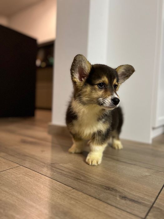 Welsh Corgi Pembroke