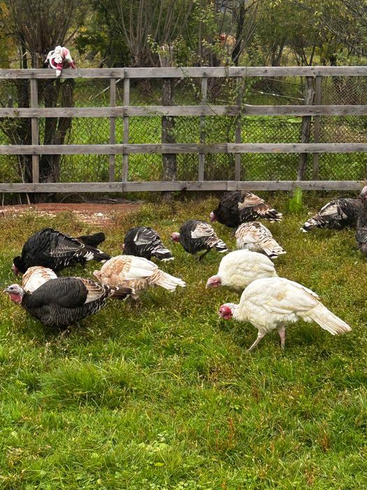 Vand curci si curcani