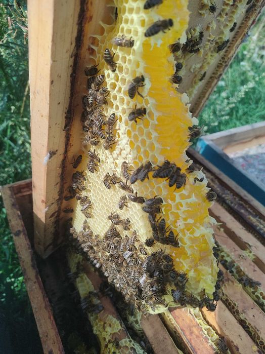 Miere și produse apicole