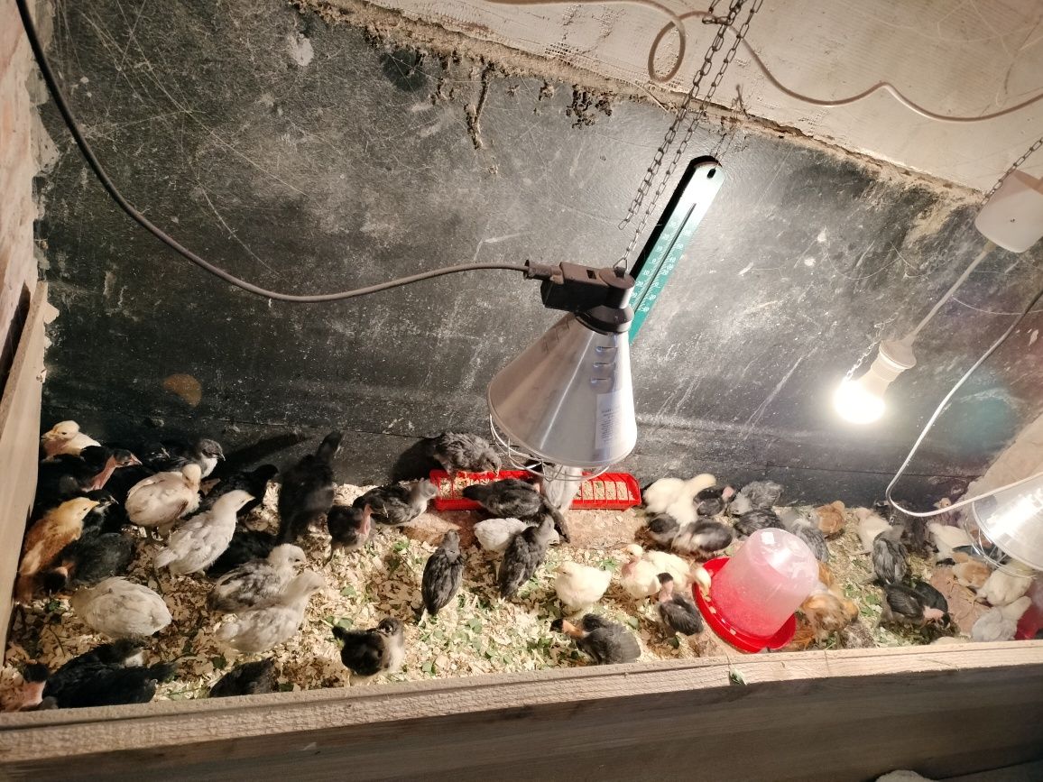 Pui Australorp.de vânzare cu vârsta de 4 săpt