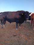 Vând taur Aberdeen Angus