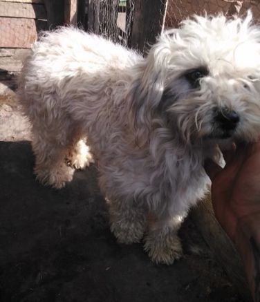 cățea Bichon Maltese