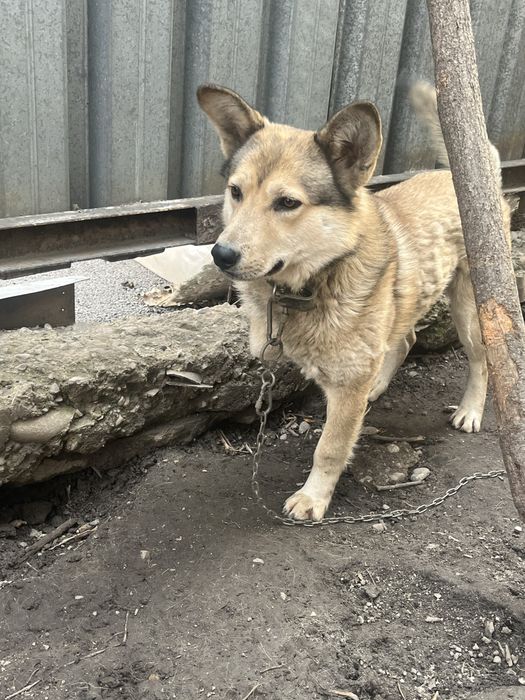 Отдам собаку мальчик в частный
