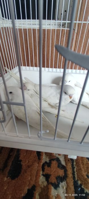 Сотилади папугай