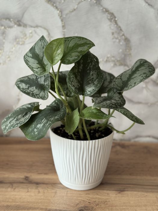 Фиалка. Сциндапсус. Комнатные растения, домашние цветы