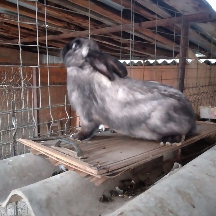 Vînd iepuri hicolle francez și secuiești