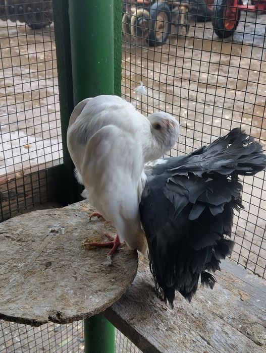 Rândunele de saxonia