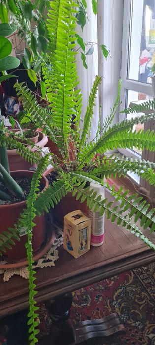 Продам папоротники