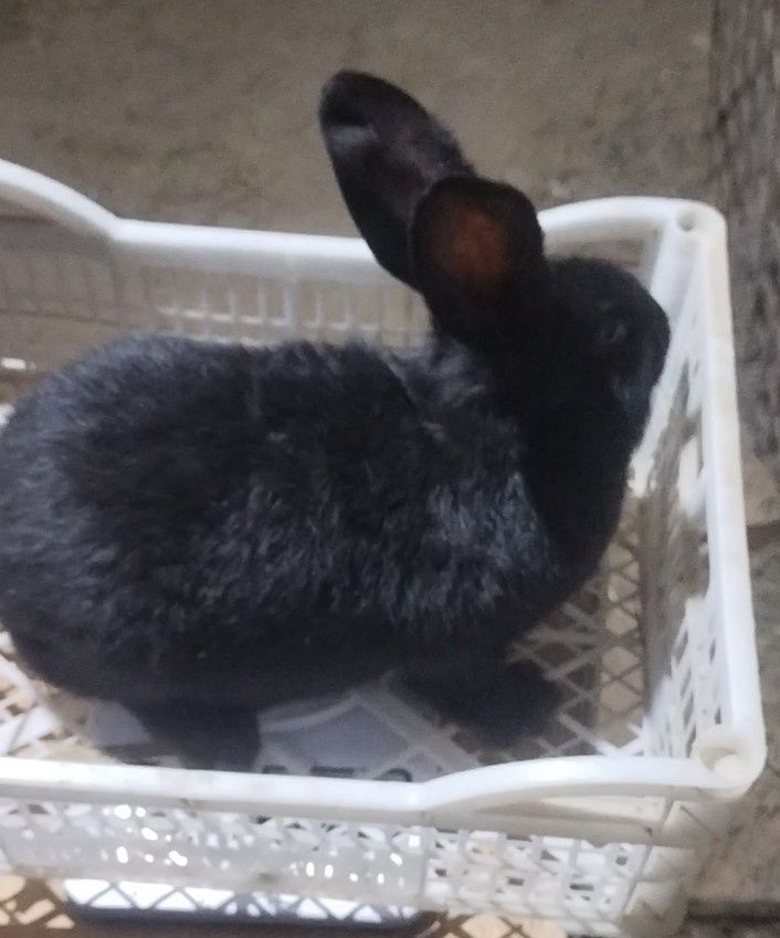 Продаются крольчата