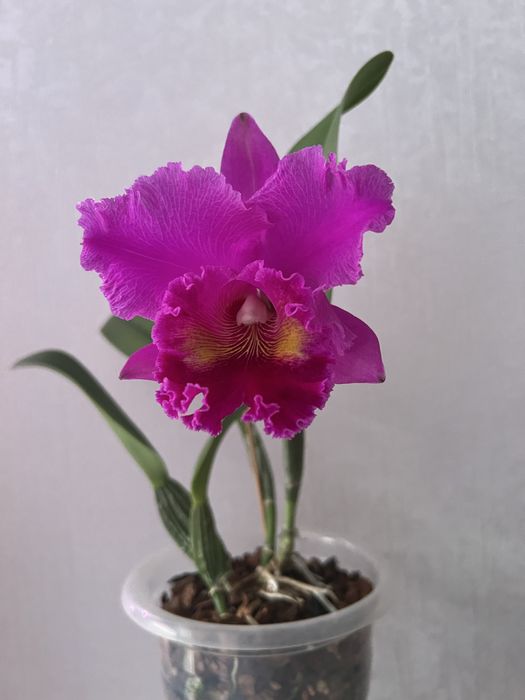 Каттлея крупноцветковая