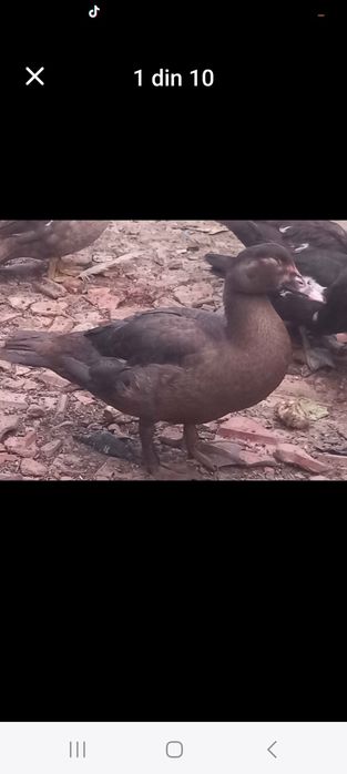 Rațe leșești Ciocolatii pentru reproducere