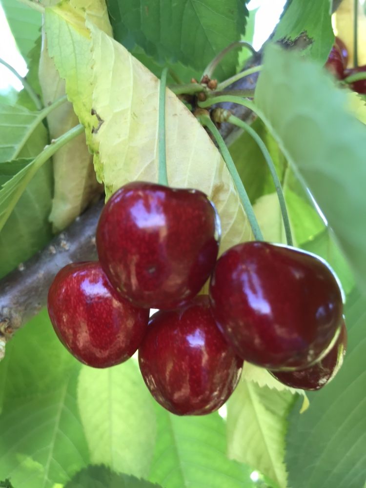 Pepiniera pomicola autorizata vinde pomi fructiferi  altoiti  en gros