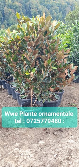 Plante ornamentale, tuia spiralata, Pon pon / magnolia grandiflora pin