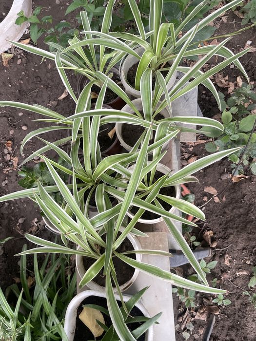 Хлорофитум (комантные растения)