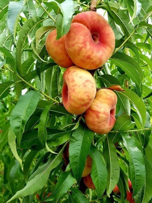 Pomi Fructiferi Deosebiti