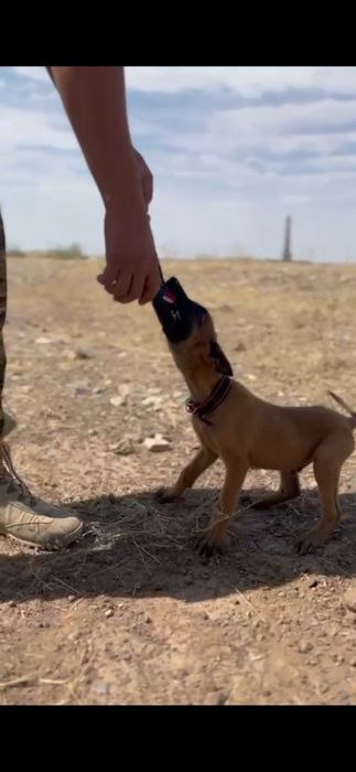 бельгийский овчарка Щенки