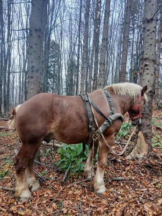De vânzare mânz de 2.5 ani învățat la padure