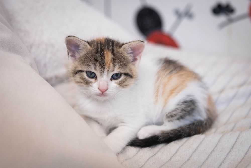 Подарявам женско коте