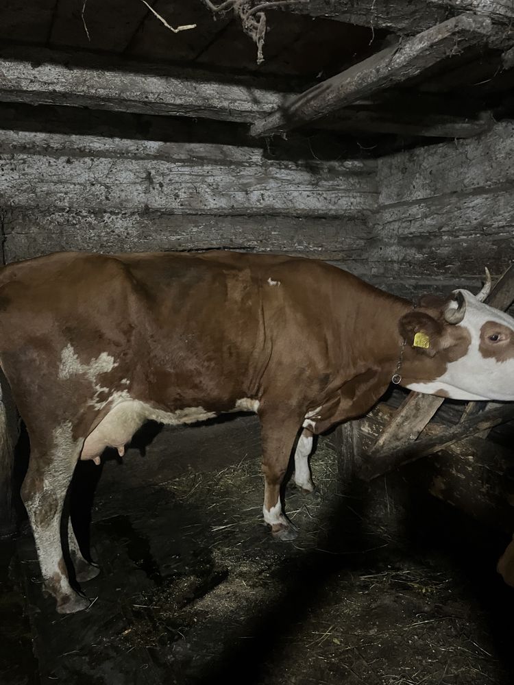 Vaca de 4 ani buna de lapte
