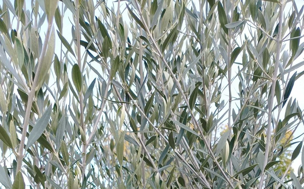 Свежи маслинови листа