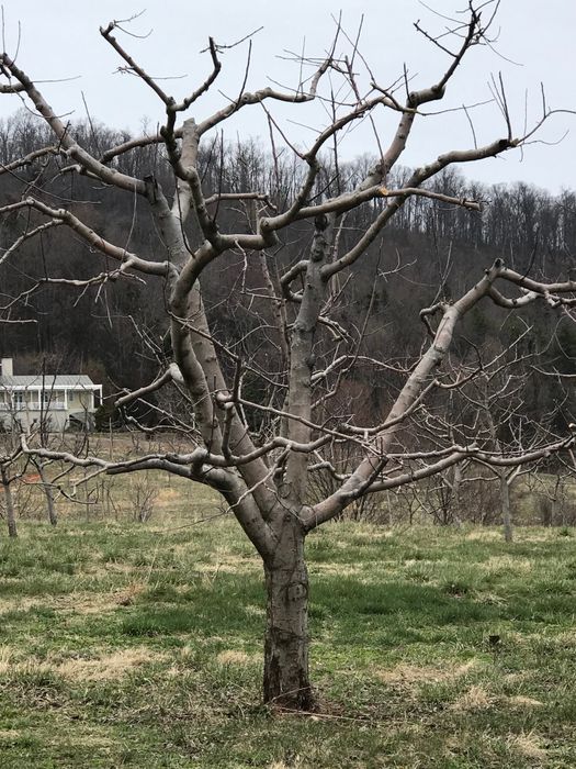 Toaletări pomi , tuns gard viu , curățat thuja
