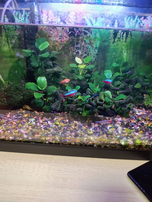 Аквариум 60 л.  С рибки и растения.