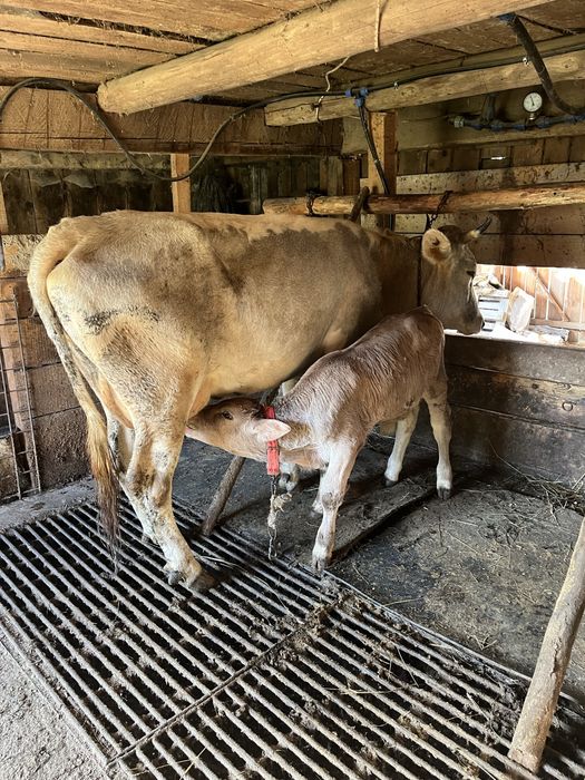 Vaca de vinzare cu vitel