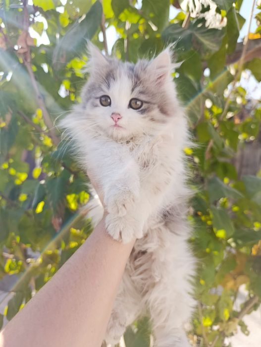 Котята девочки 3 мес.