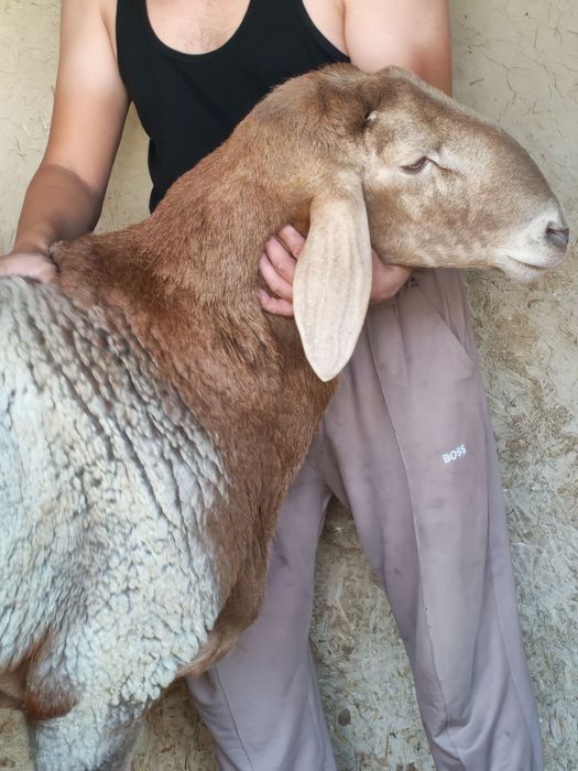 Кучкор сотилади 4тишга утган