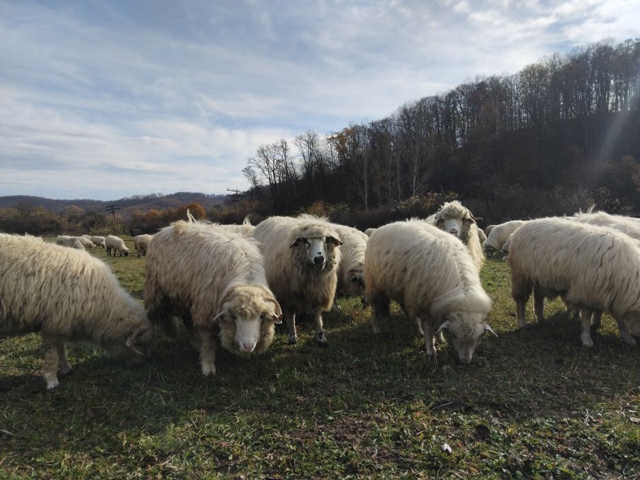 De vânzare oi                .