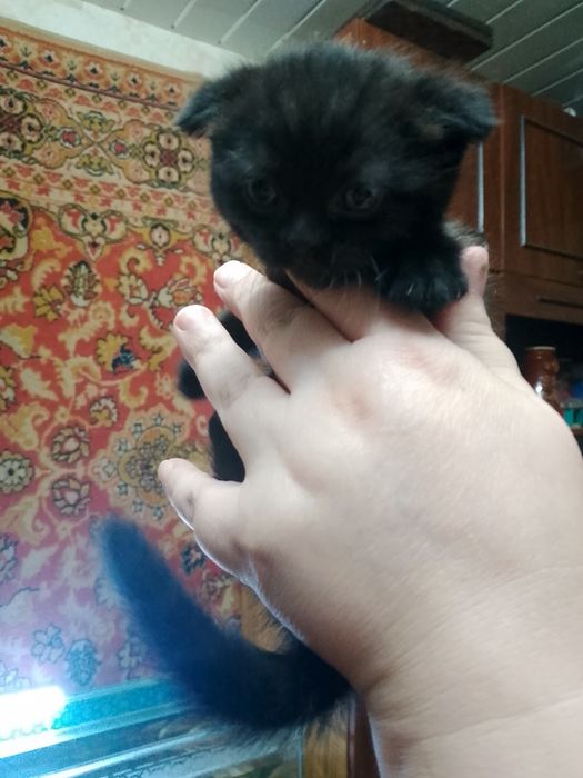 Продаются котята