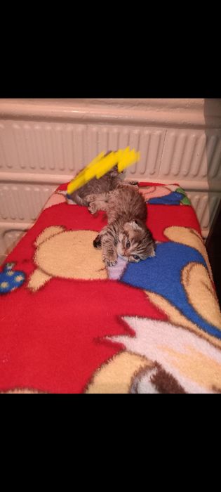 Отдам котёнка в добрые руки