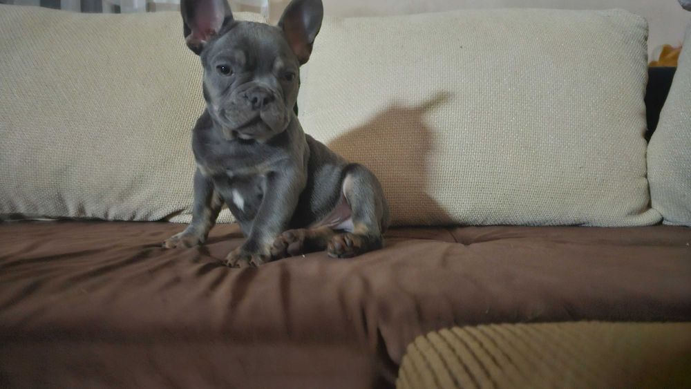 френски булдог .