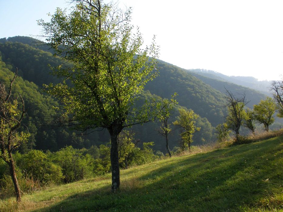 Продава се Парцел в с. Рибарица, Област Ловеч - 780 кв.м за 11 €/кв.м - Снимка #1