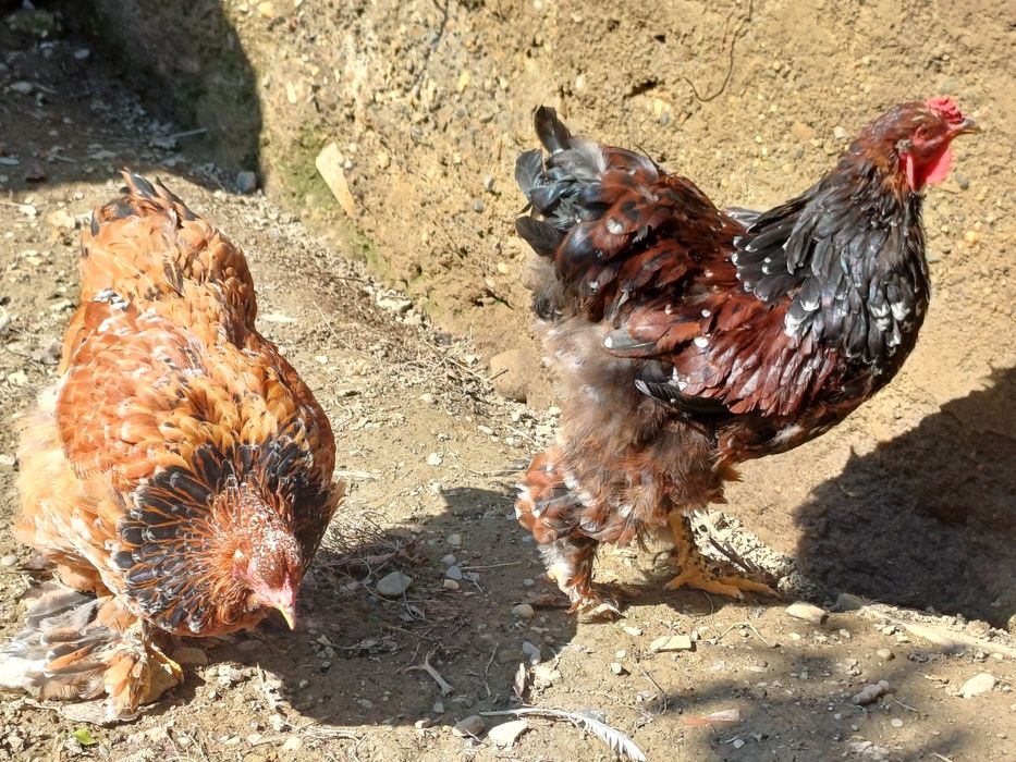 Vând gaini și cocosi rase diferite