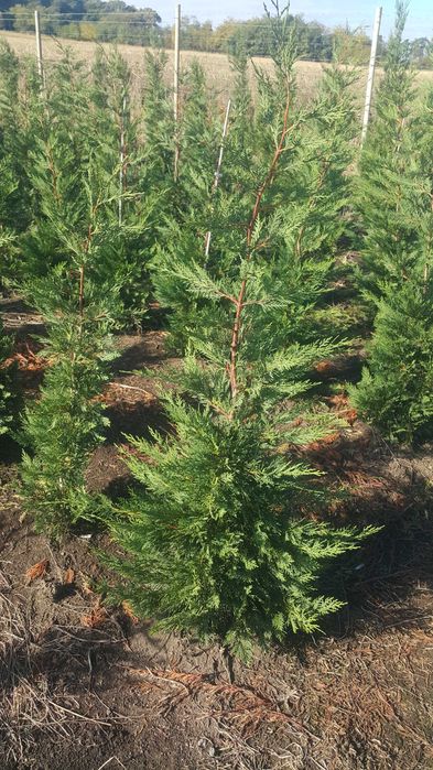 Tuia 180-200 cm - Cel mai frumos gard viu Leylandii-leilandi Chiparos