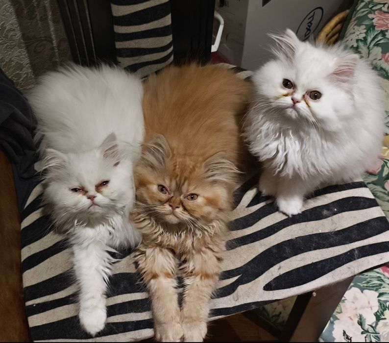 Породисти персийски котета