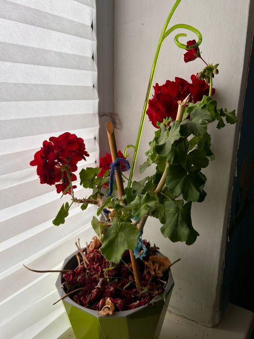 Продаются комнатные растения  срочно