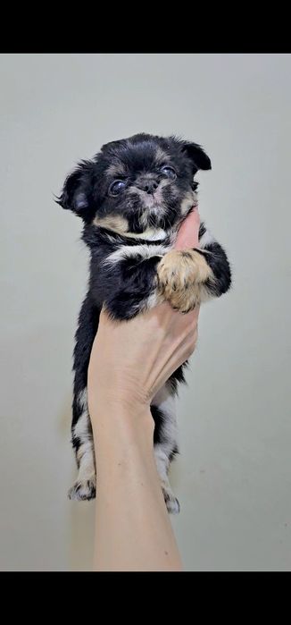 Мальчик чихуахуа