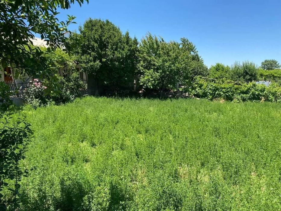 Ховли сотиди 15 сотихли майдон. Келишилади.