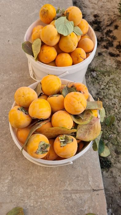 Хурмо сотилади кота