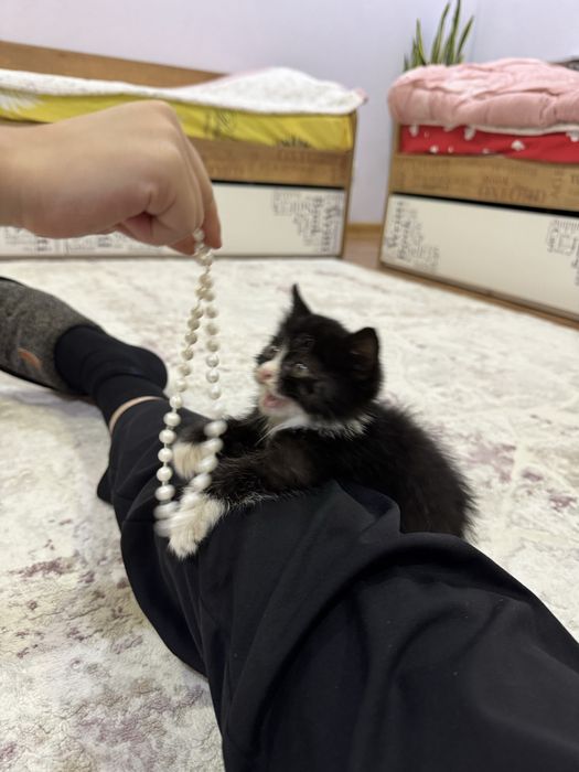 Котенок в добрые руки!!!